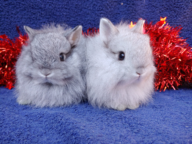 EXTRAORDINARY NETHERLAND DWARF, HOLLAND LOP, MINI REX, LIONHEAD | Small ...