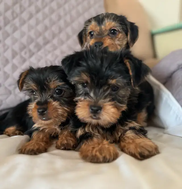 Yorkie puppies in Dogs & Puppies for Rehoming in Fredericton - Image 7