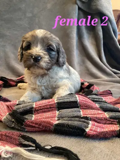 Cockapoo puppies for sale!, View more