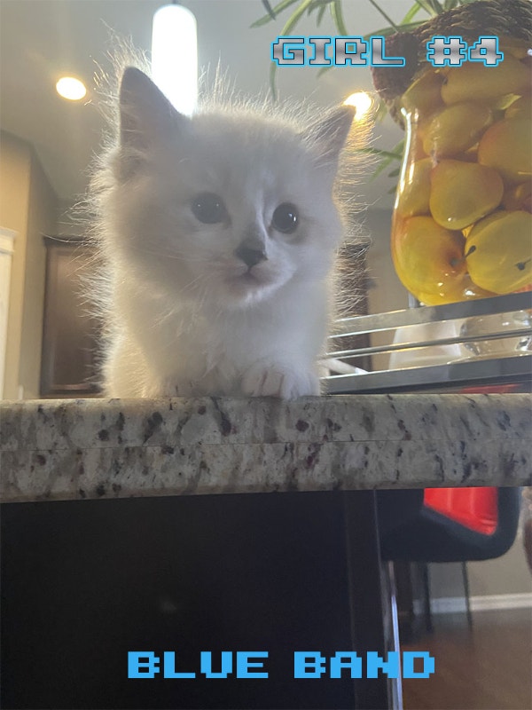 Ragdoll kittens for sale Cats & Kittens for Rehoming Edmonton Kijiji
