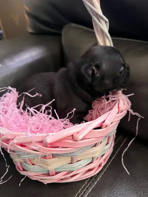 French bulldogs ready to go Easter Both mom and dad are registered with the American kennel club Eac...