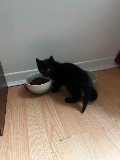 Petite chatte à donner 3 mois ( raison: ne s’entend pas avec mon chat)