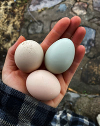 Mini chicken eggs/Hatching eggs