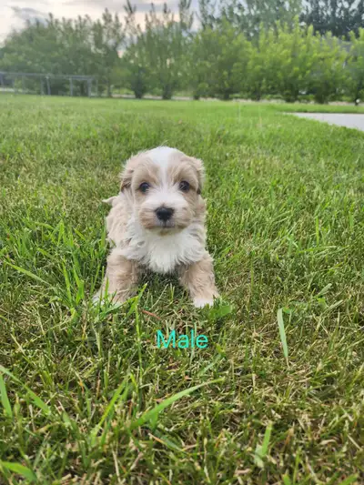 Adorable Maltipoo Puppies Ready for Their Forever Homes! , View more