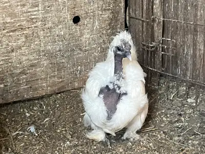 Gorgeous Silkie Showgirls, View more
