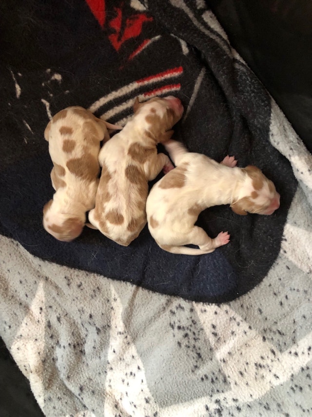 Brittany Spaniel Puppies CKC Registered Dogs & Puppies for Rehoming