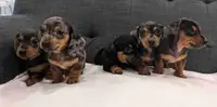Unique miniature dachshund puppies