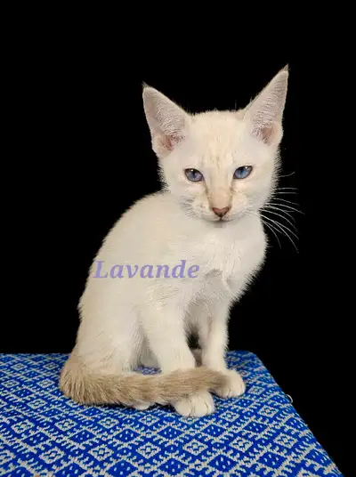 Magnifique petite Siamoise/Beautiful Siamese girl, View more