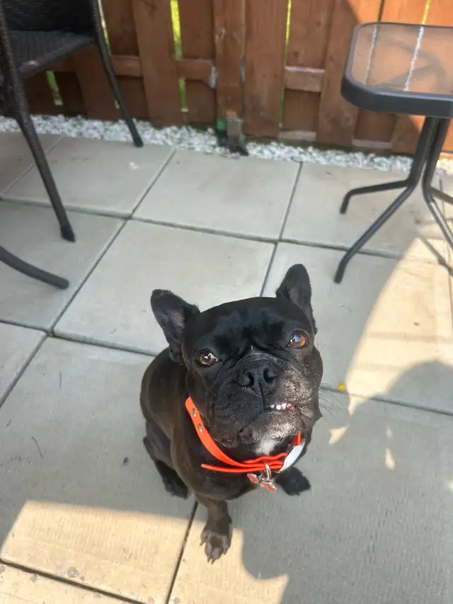 Frenchton (Bouldogue français mélangée avec Boston terrier) in Dogs & Puppies for Rehoming in Drummondville - Image 5