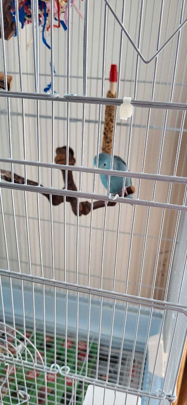 Experienced Cat / Bird Sitter in Animal & Pet Services in Oakville / Halton Region - Image 4