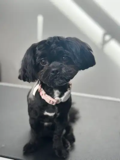 Rehoming My Dog – Loving Homes Only, View more