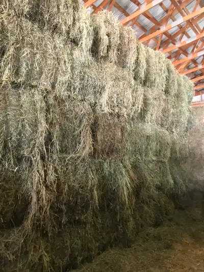 HORSE HAY FOR SALE 1st CUT BIG SQ BALES EARLY BALED$80, View more