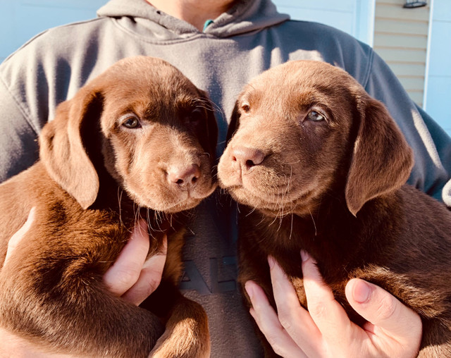CKC line Labrador Retriever Puppies- Ready Now in Dogs & Puppies for Rehoming in Red Deer - Image 4