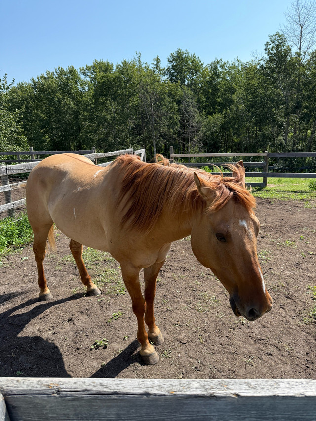 horses to rehome in Horses & Ponies for Rehoming in Red Deer