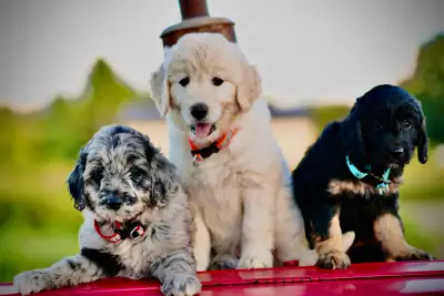 Goldendoodle Puppies, View more