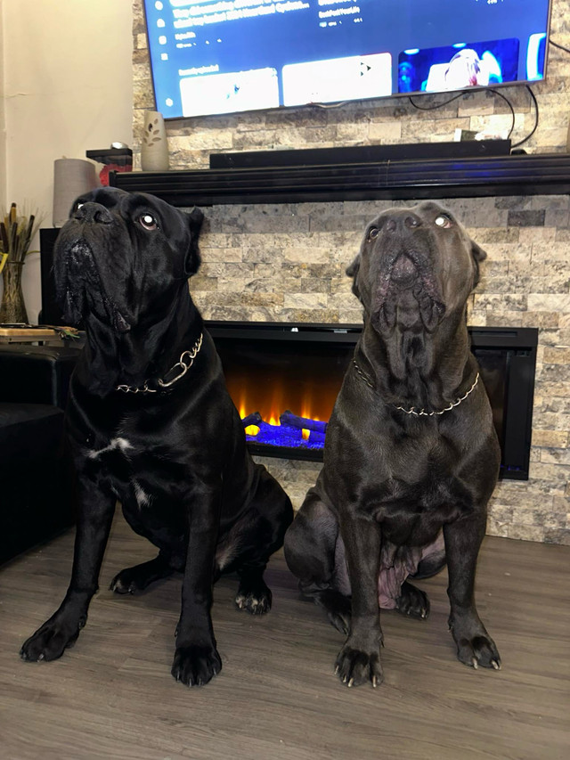 Pure Breed Cane Corso  in Dogs & Puppies for Rehoming in St. Catharines - Image 4