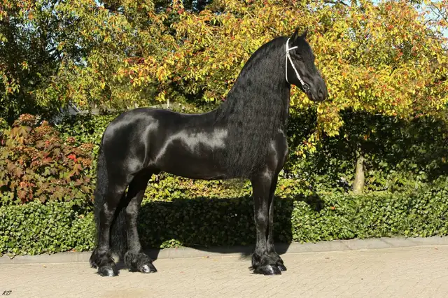 2026 Friesian Colt By Alwin 469 in Horses & Ponies for Rehoming in Edmonton - Image 8