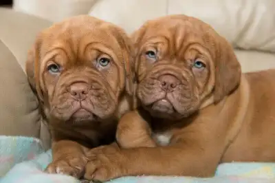 Dogue de Bordeaux de Grande Qualité, View more