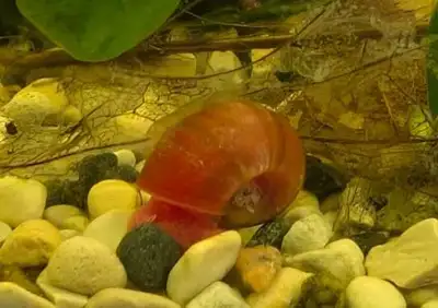 Red Ramshorn Snail, View more
