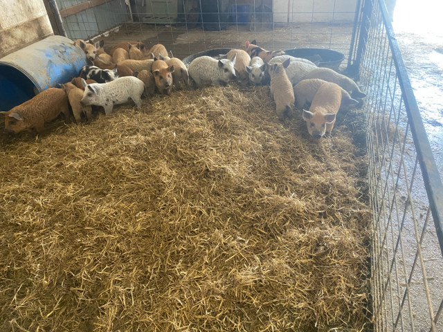 Various size pigs for sale  in Livestock in Portage la Prairie