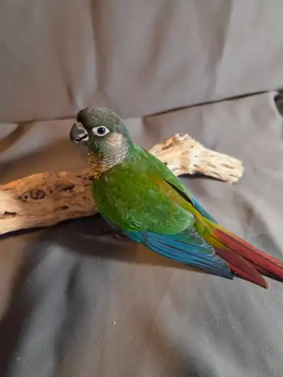 Baby Green Cheek Conures – Handfed & Handtamed, View more