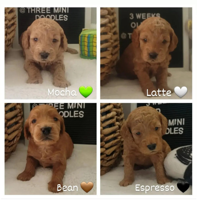 F2b Mini Goldendoodles from health tested parents Dogs & Puppies for