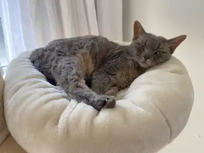Devon Rex to rehome, View more