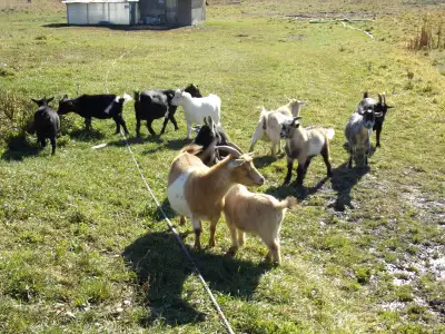 Nigerian Dwarf goats, View more