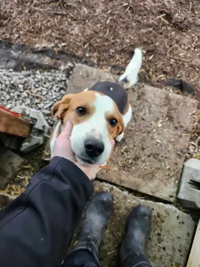 Friendly Hound (intact), View more