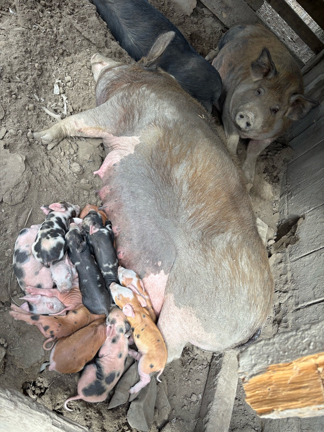 Piglets - Bacon Seeds in Other in Kitimat - Image 2