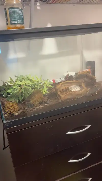 10 Gallon Terrarium , View more