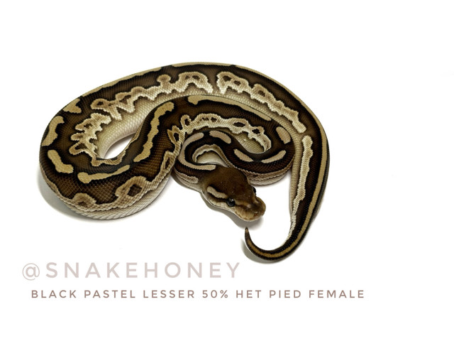 Ball Python Collection Sale - Make an offer - need to rehome! in Reptiles & Amphibians for Rehoming in Delta/Surrey/Langley - Image 4