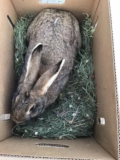 Flemish Giant New Zealand mix Rabbits. 10 months old ready for breeding. 10 females, 4 males availab...