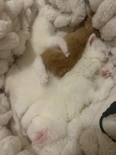 kittens ready for new homes, View more