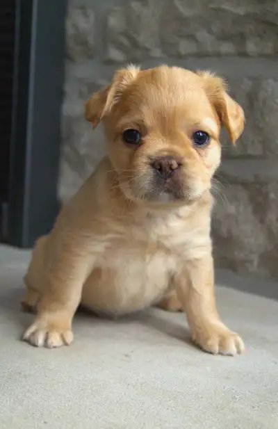chiots bouledogues français (parents testés en génétique et OFA), View more