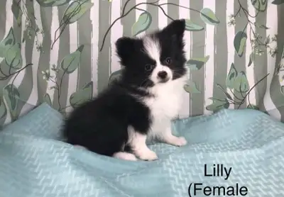 pomchi Males & female, View more