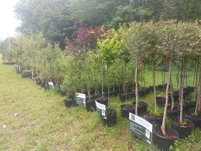 Nursery Tree Sale!63611957118979120