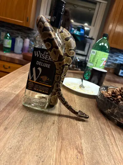 ball python for rehoming $550 obo, View more
