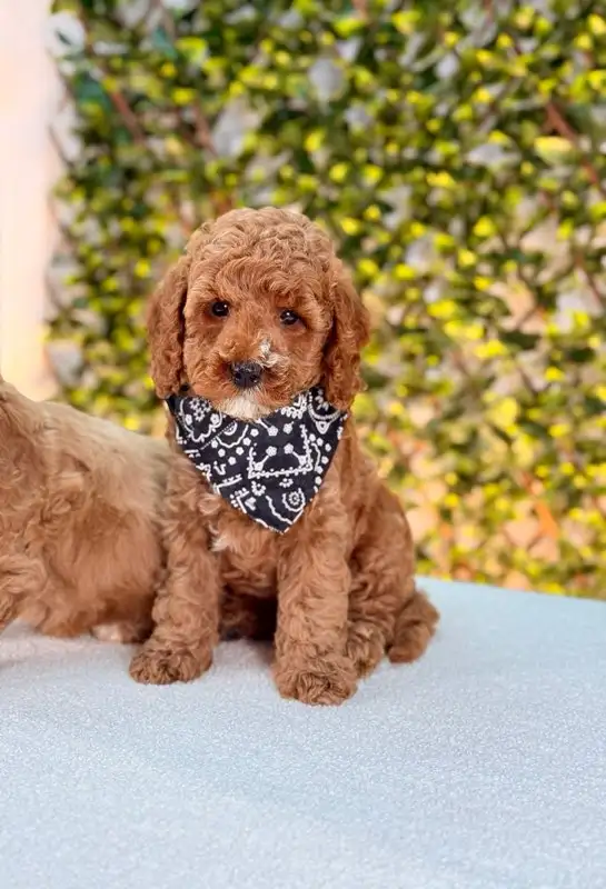 Mini Cockapoo Puppies Ready for New Homes in Dogs & Puppies for Rehoming in Oakville / Halton Region - Image 10