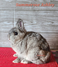 Netherland Dwarf Bunny - Ashley