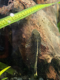 Clown plecos fish
