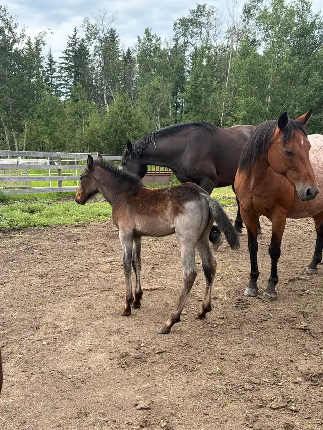 draft cross filly in Horses & Ponies for Rehoming in Edmonton - Image 4