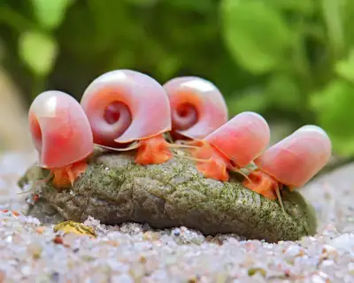 Ramshorn Snails, View more