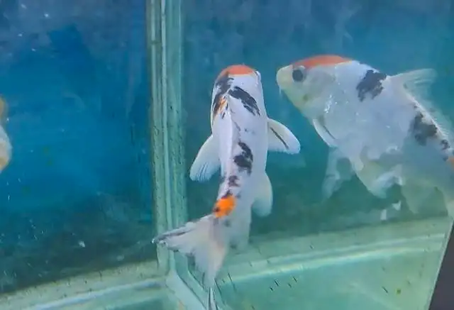 Koi fish 7-8inches in Fish for Rehoming in Oshawa / Durham Region - Image 7