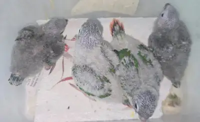 Conure Babies , View more