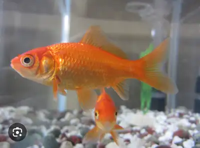 Free- 2 gold fish