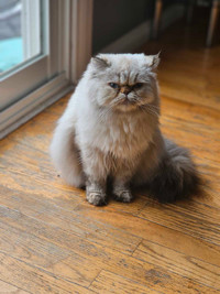 Purebred female Himalayan