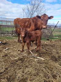 Red angus cow/calf pair