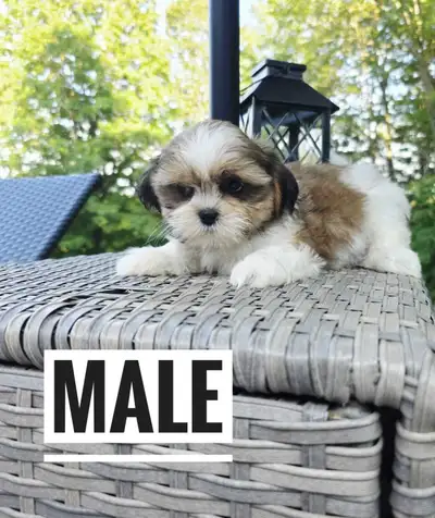 Shih Tzu Puppies, View more