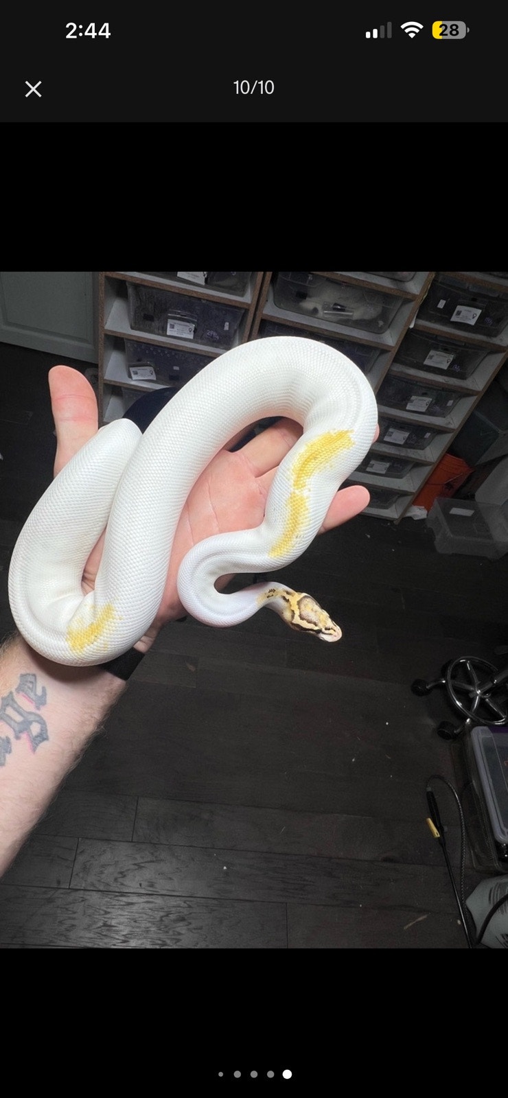 Ball Python Liquidation | Reptiles & Amphibians for Rehoming | Hamilton ...